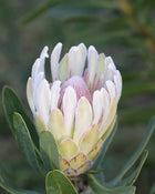 PROTEA 'DONNA'