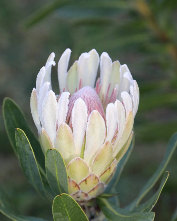 PROTEA 'DONNA'