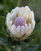 PROTEA 'DONNA'