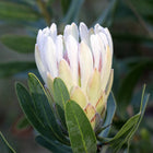 PROTEA 'DONNA'