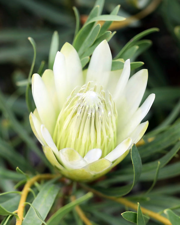 PROTEA 'HONEYGLOW'
