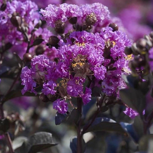 LAGERSTROEMIA DANCING IN THE DARK 'PURELY PURPLE'