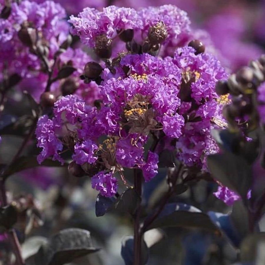 LAGERSTROEMIA DANCING IN THE DARK 'PURELY PURPLE'