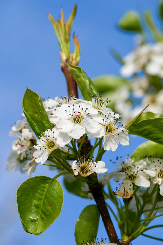 PYRUS CALLERYANA CHANTICLEER Sydney's Plant Market