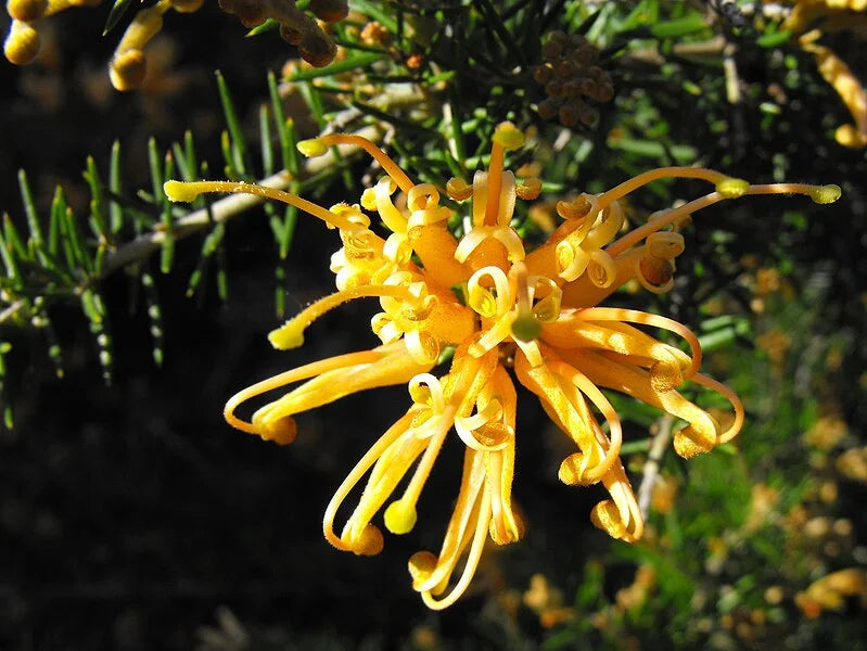 GREVILLEA 'MOLONGLO'