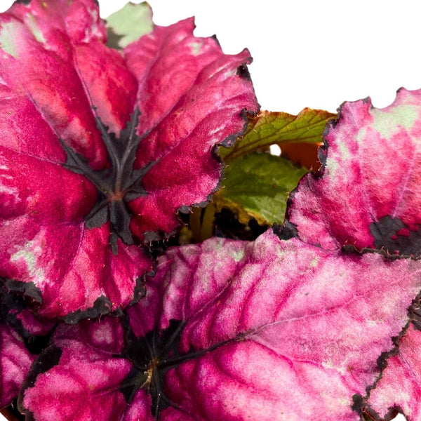 BEGONIA REX 'KOTOBUKI'