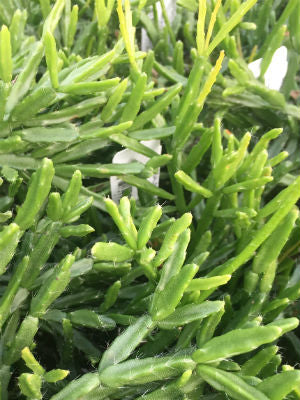 RHIPSALIS EWALDIANA