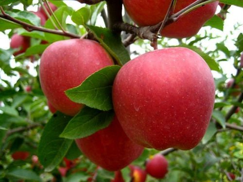 RED DELICIOUS APPLE Sydney's Plant Market
