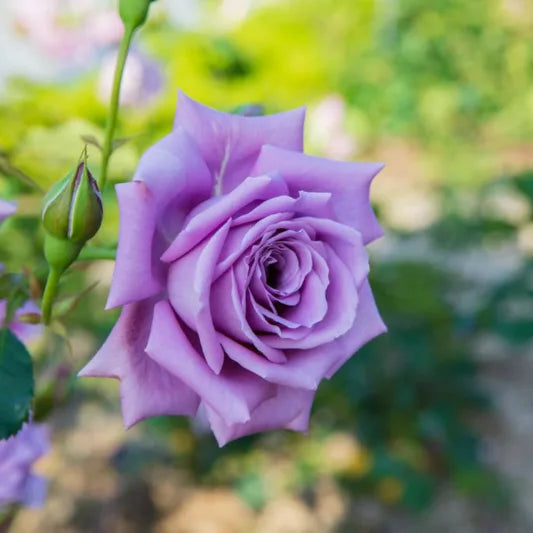 ROSA 'BLUE MOON' ROSE