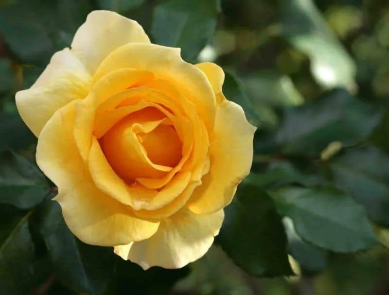GOLD BUNNY FLORIBUNDA ROSE STANDARD