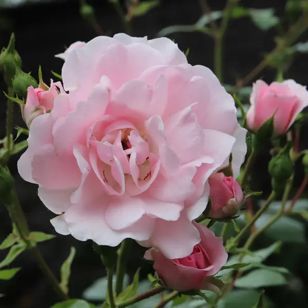 ROSA 'BONICA' ROSE