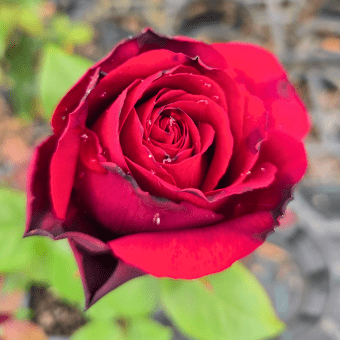 ROSA 'CAMP DAVID' ROSE