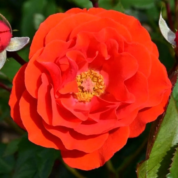 ROSA 'CITY OF BELFAST' ROSE