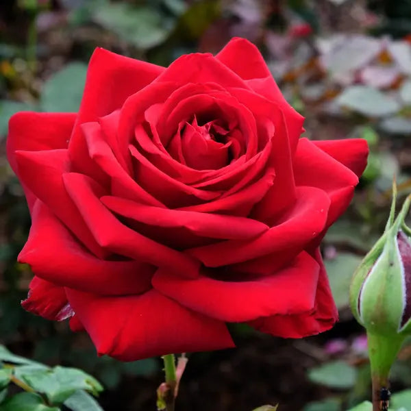ROSA 'LOVING MEMORY' ROSE