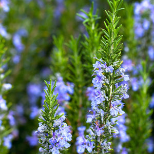 ROSEMARY TUSCAN BLUE Sydney's Plant Market