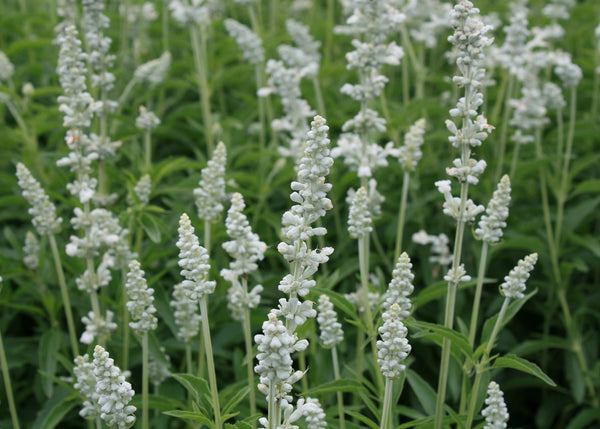 SALVIA 'WHITE FLAME' Sydney's Plant Market