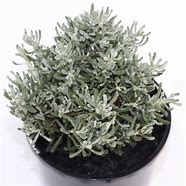 SANTOLINA CHAMAECYPARISSUS 140MM Sydney's Plant Market