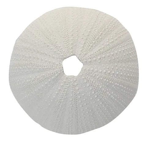 SEA URCHIN CORAL RESIN SCULP 9X4.5CM WHT Sydney's Plant Market