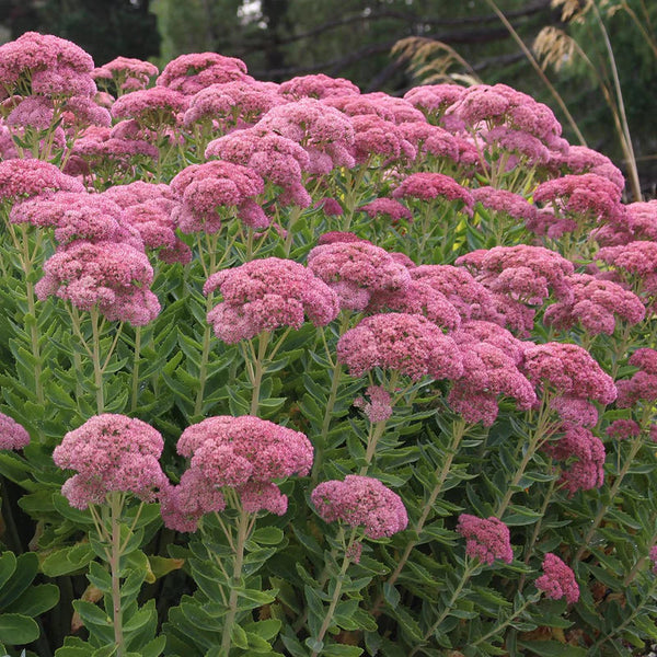 SEDUM 'AUTUMN JOY' Sydney's Plant Market
