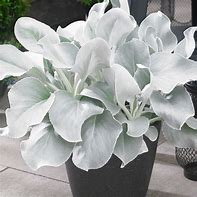 SENECIO CANDICANS ANGEL WINGS 140MM Sydney's Plant Market