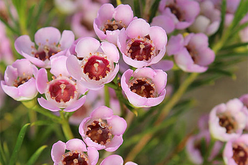 CHAMELAUCIUM SORBETTO - WAXFLOWER Sydney's Plant Market