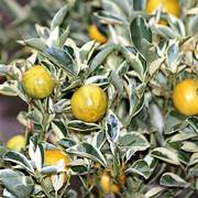 VARIEGATED CUMQUAT Sydney's Plant Market