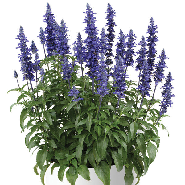 SALVIA SALLYFUN BLUE LAGOON BLUE & WHITE Sydney's Plant Market