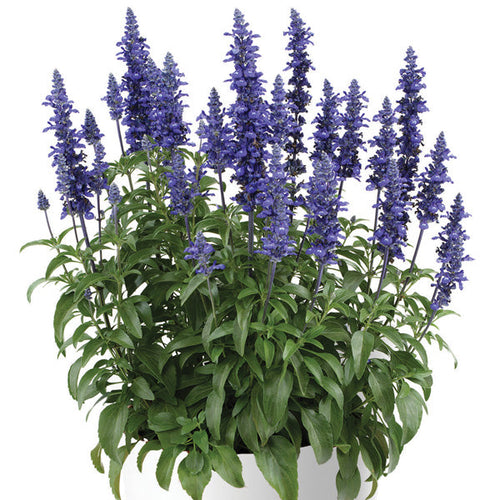 SALVIA SALLYFUN BLUE LAGOON BLUE & WHITE Sydney's Plant Market