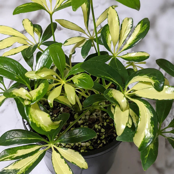 Schefflera Sydney's Plant Market