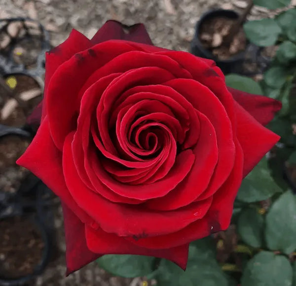 ROSE 'MR LINCOLN' STANDARD