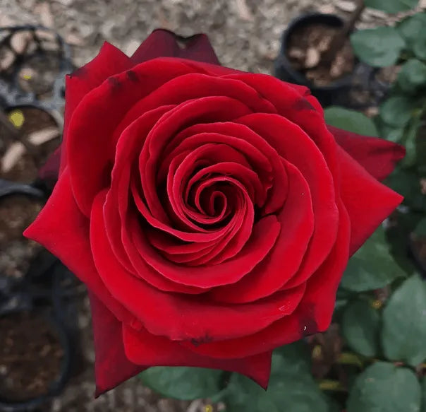 MR LINCOLN FLORIBUNDA ROSE STANDARD