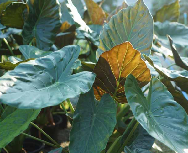 Alocasia Wentii Sydney's Plant Market