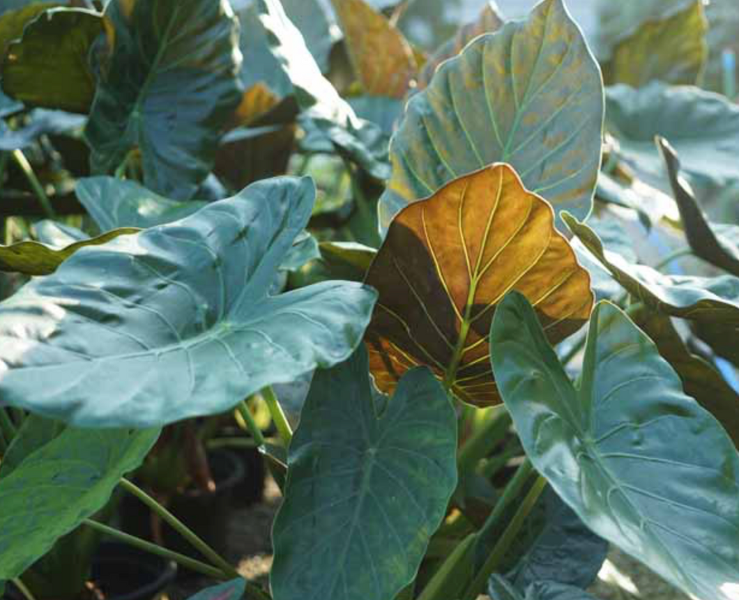 Alocasia Wentii