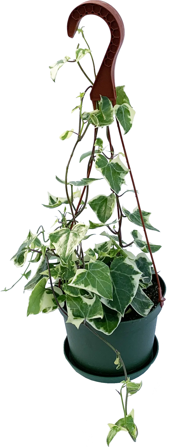 SENECIO MACROGLOSSUS VARIEGATED Sydney's Plant Market