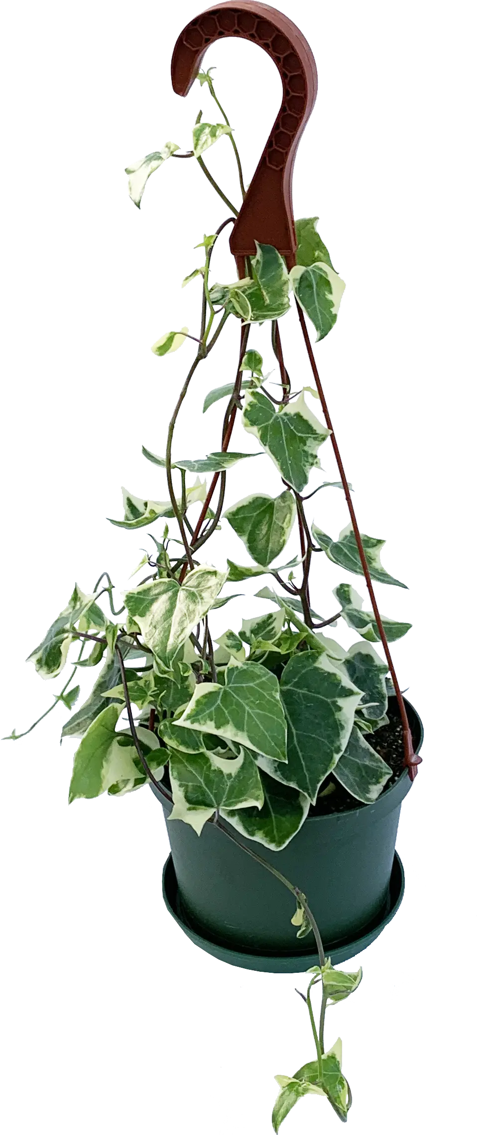 SENECIO MACROGLOSSUS VARIEGATED