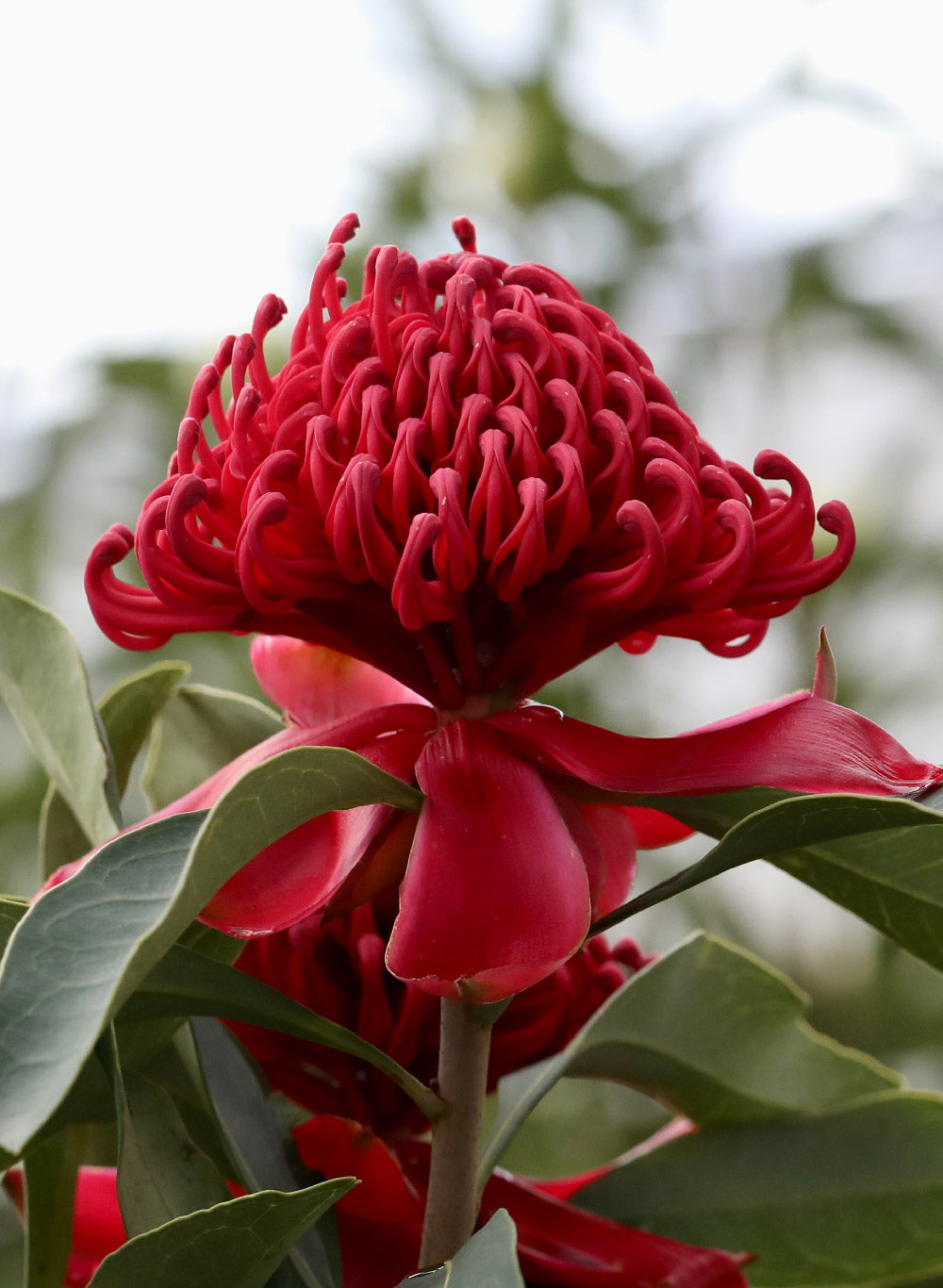 TELOPEA SHADY LADY RED