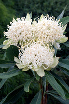 TELOPEA SHADY LADY WHITE