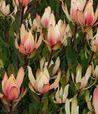 LEUCADENDRON SIXTEEN CANDLES