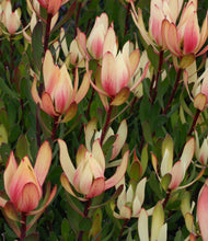 Load image into Gallery viewer, LEUCADENDRON SIXTEEN CANDLES
