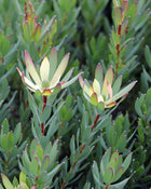 LEUCADENDRON SIXTEEN CANDLES