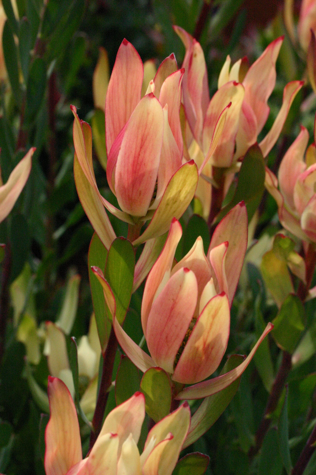 LEUCADENDRON SIXTEEN CANDLES