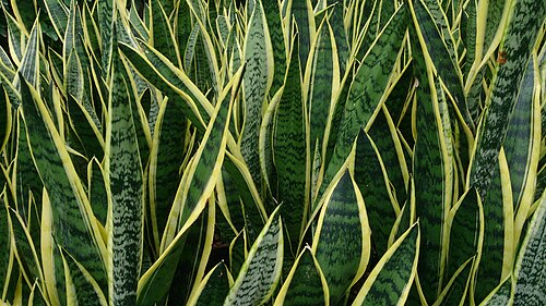 SANSEVIERA TRIFASCIATA LAURENTII