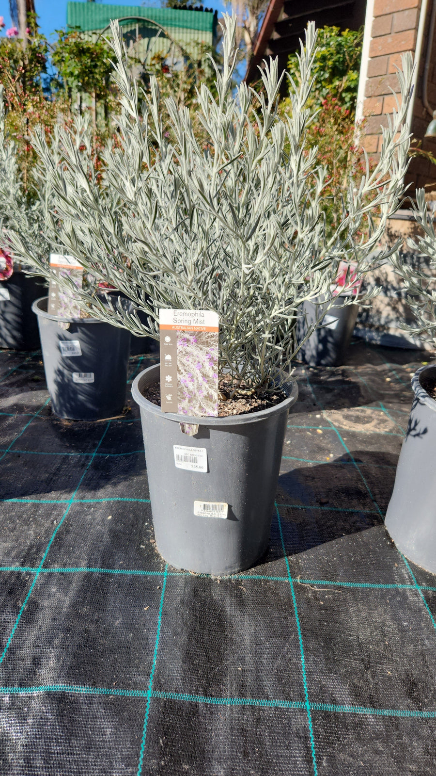 EREMOPHILA NIVEA SPRING MIST - EMU BUSH Sydney's Plant Market