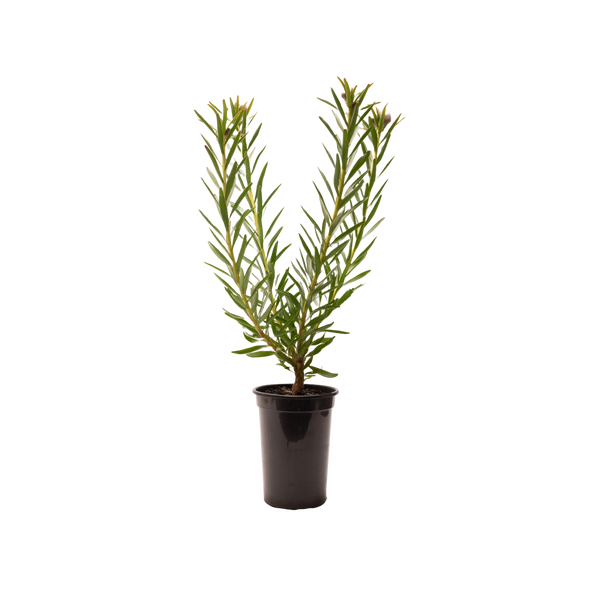 LEUCOSPERMUM SO RTM SUCCESSFUL 250MM