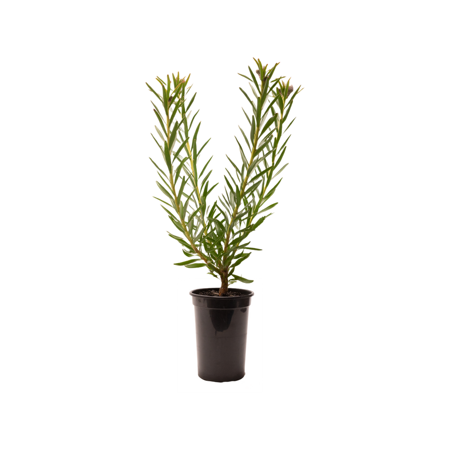 LEUCOSPERMUM SO RTM SUCCESSFUL 250MM