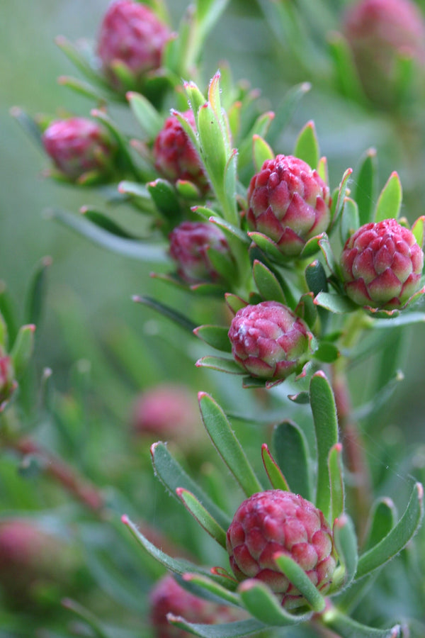 LEUCADENDRON MODESTUM STRAWBERRY FAIR
