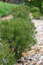 LEUCADENDRON MODESTUM STRAWBERRY FAIR