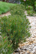 Load image into Gallery viewer, LEUADENDRON MODESTUM STRAWBERRY FAIR
