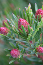 LEUCADENDRON MODESTUM STRAWBERRY FAIR
