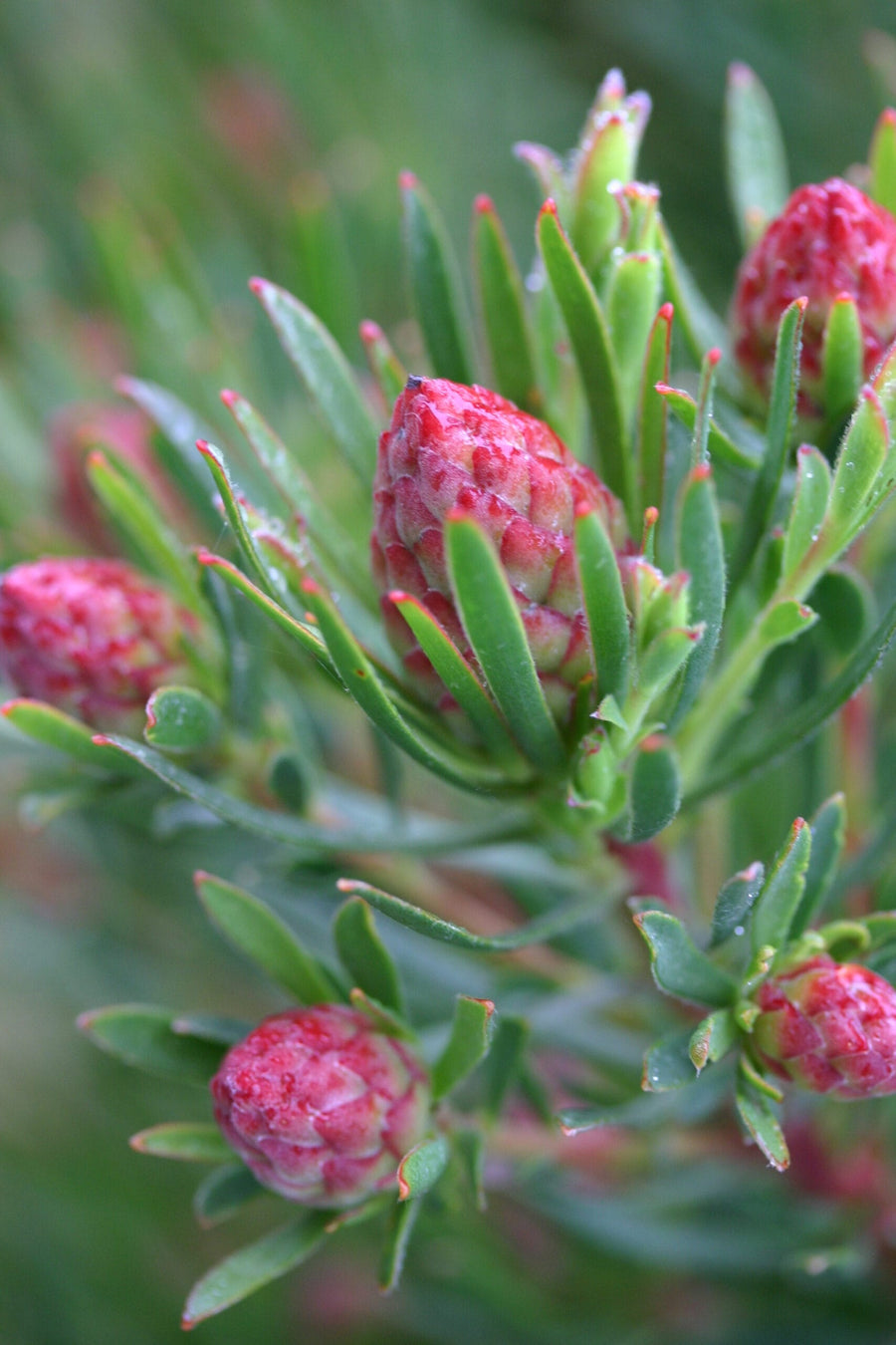 LEUCADENDRON MODESTUM STRAWBERRY FAIR